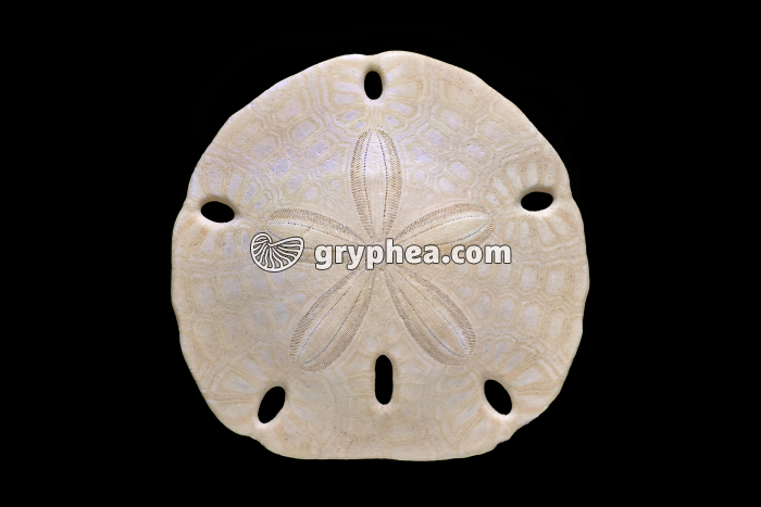 Melitellla stokesii (face supérieure ou face aborale) - gryphea.com